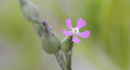 Silene sp.