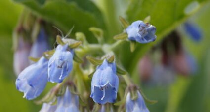 Consoude - Symphytum uplandicum ?