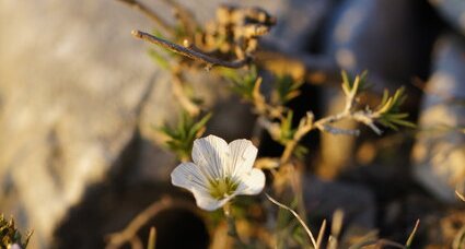 Minuartie à feuilles de mélèze - sous réserve