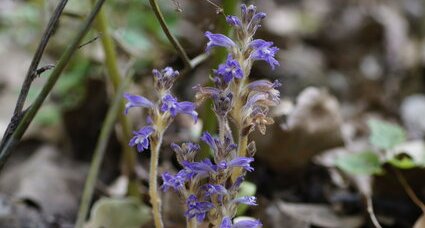 Orobanche de Mutel - sous réserve