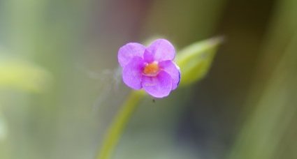 Fleur d'herbe à Robert