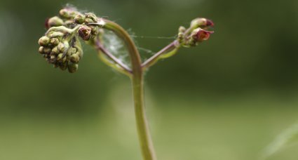 Scrophularia sp.