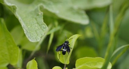 Tenthredo bifasciata