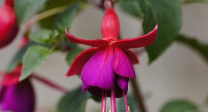 Fleur de fuchsia de Magellan