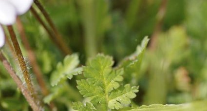 Erodium acaule - sous réserve