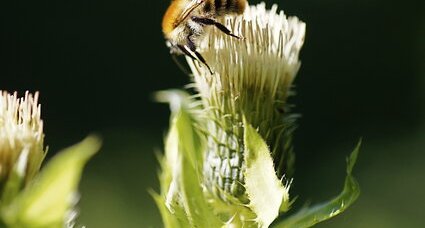 Bourdon sur une fleur de Cirse faux-épinard