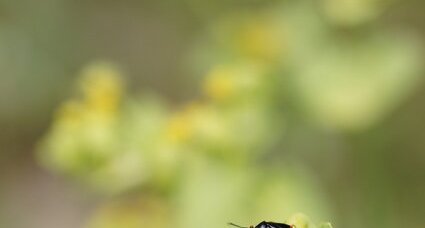 Deraeocoris ruber