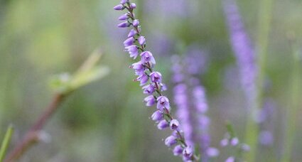 Fleur de bruyère