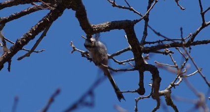 Mésange à longue queue en quête de plume pour le nid