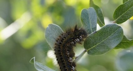 Chenille de la buveuse