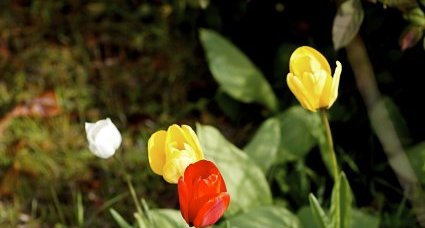 Tulipes horticoles