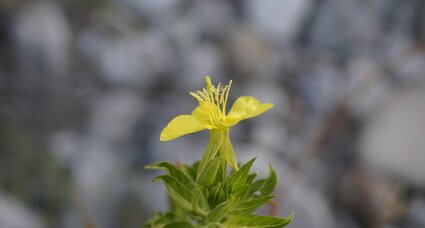 Fleur d'onagre