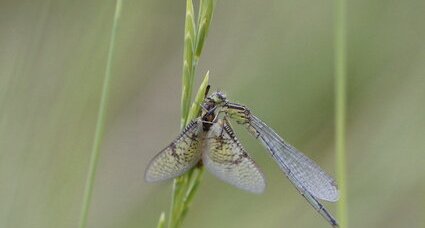 Demoiselle Vs éphémère