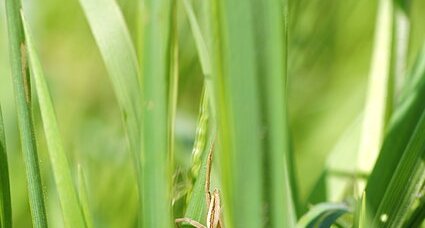 Pisaura mirabilis