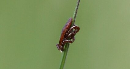 Funambule inconnu - ter