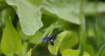 Tenthredo bifasciata