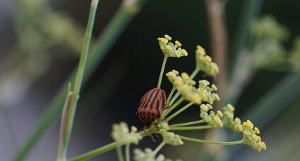 Graphosoma italicum