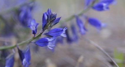 Polygala vulgaris - sous réserve