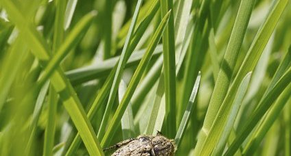 Valgus hemipterus - sous réserve