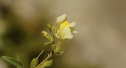 Fleur de muflier à larges feuilles