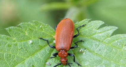 Pyrochroa serraticornis