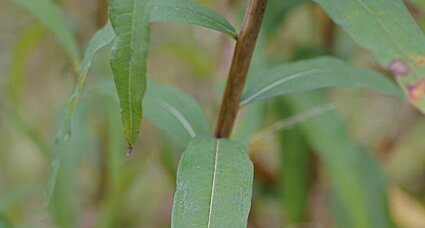 Feuille d'épilobe en épi