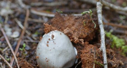 Emergence d'un champignon