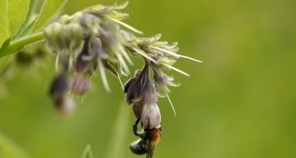 Petit bourdon sur une consoude