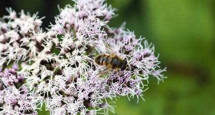 Diptère syrphidé