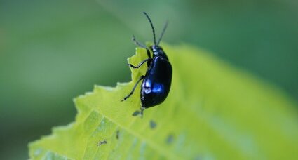 Petit carabe bleu