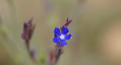 Fleur de buglosse d'Italie