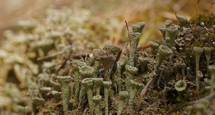 Cladonia sp.