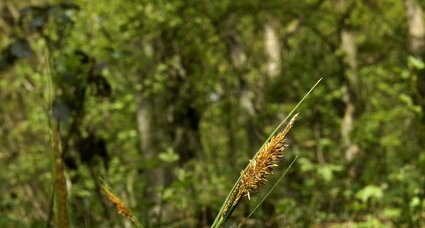 Carex sp.