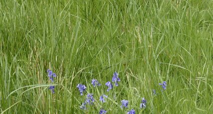 Jacinthe des bois