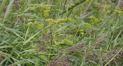 Phragmite