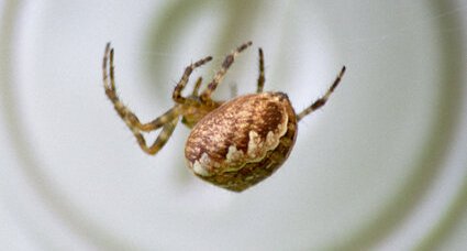 Araignée épeire diadème "araneus diadematus"