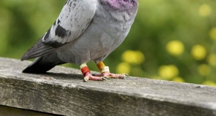 Pigeon voyageur