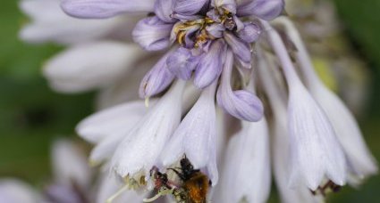 Bourdon batifolant sur une fleur d'hosta