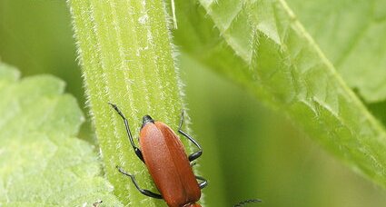 Pyrochroa Serraticornis