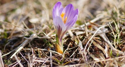 Crocus bigarré