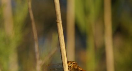 Crocothémis écarlate - femelle