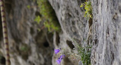 Campanule sp.