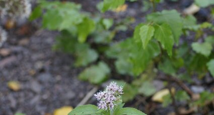 Jeune eupatoire à feuilles de chanvre