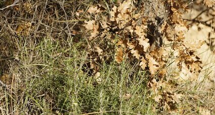 Romarin officinale