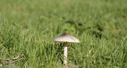 Champignon