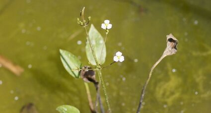 Plantain d'eau