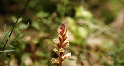 Orobanche sp.