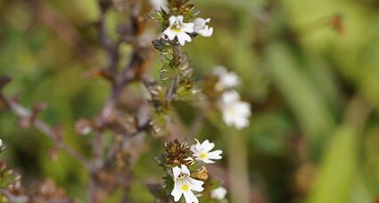 Fleur d'euphraise sp.