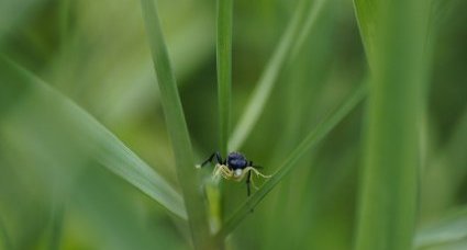 Macrophya montana - sous réserve