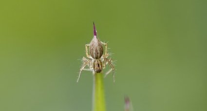 Oxyopidé sp. - sous réserve